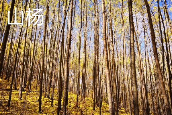 哪些杨树适合种在北方，有山杨、沙兰杨、银中杨等品种