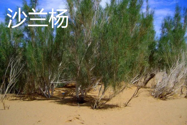 哪些杨树适合种在北方，有山杨、沙兰杨、银中杨等品种