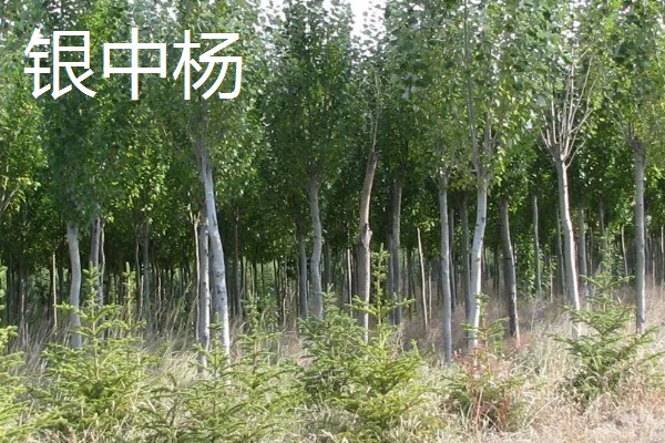 哪些杨树适合种在北方，有山杨、沙兰杨、银中杨等品种