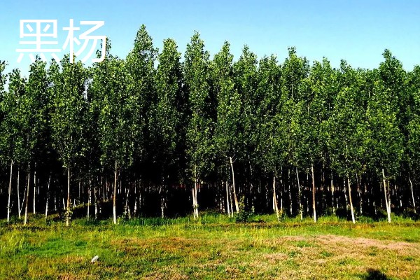 哪些杨树适合种在北方，有山杨、沙兰杨、银中杨等品种
