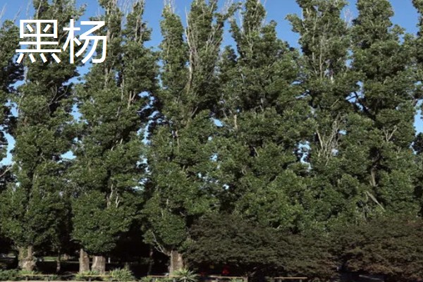 哪些杨树适合种在北方，有山杨、沙兰杨、银中杨等品种