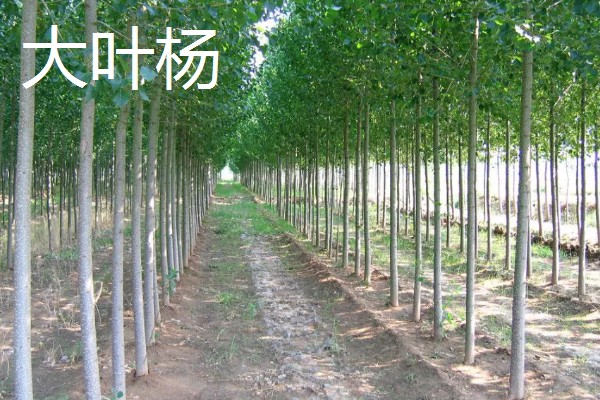 哪些杨树适合种在北方，有山杨、沙兰杨、银中杨等品种