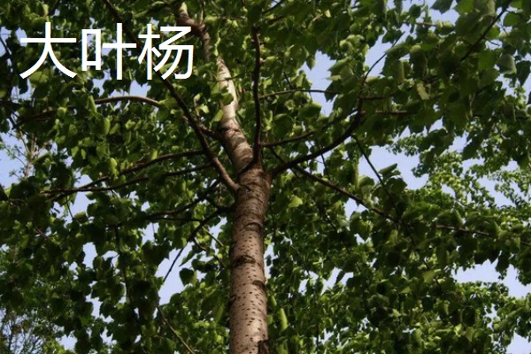 哪些杨树适合种在北方，有山杨、沙兰杨、银中杨等品种