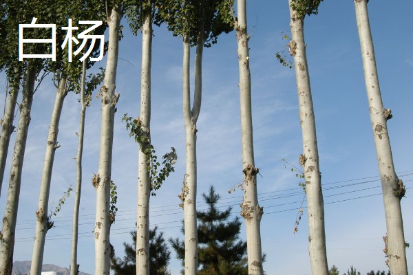 哪些杨树适合种在北方，有山杨、沙兰杨、银中杨等品种