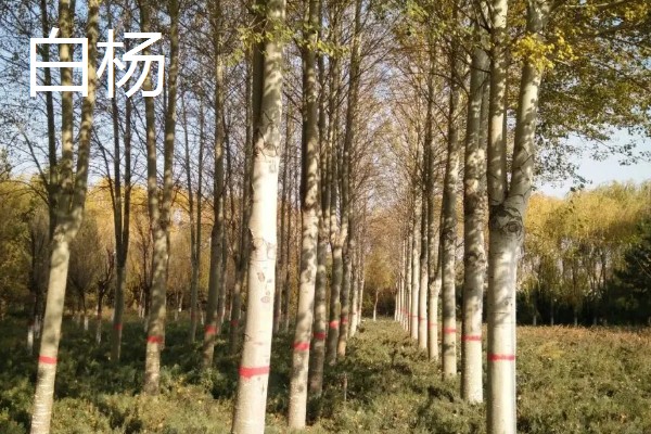 哪些杨树适合种在北方，有山杨、沙兰杨、银中杨等品种