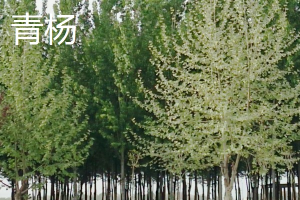 哪些杨树适合种在北方，有山杨、沙兰杨、银中杨等品种