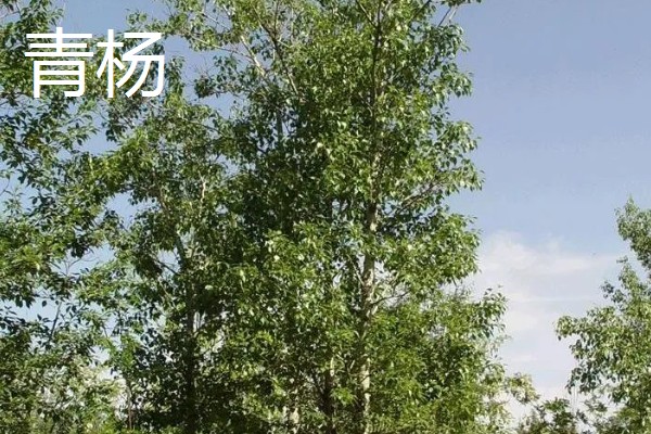哪些杨树适合种在北方，有山杨、沙兰杨、银中杨等品种