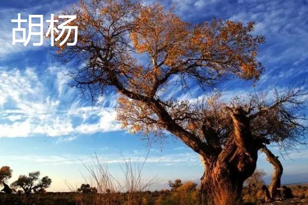哪些杨树适合种在北方，有山杨、沙兰杨、银中杨等品种