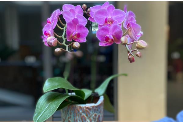 蝴蝶兰夏天怎么养殖，最佳的生长温度在16-28℃