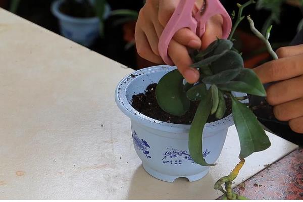 蝴蝶兰夏天怎么养殖，最佳的生长温度在16-28℃