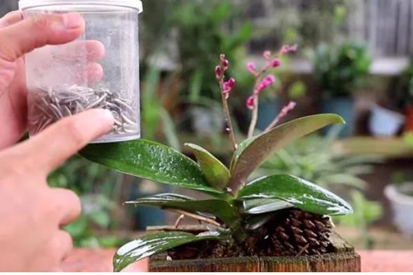 蝴蝶兰夏天怎么养殖，最佳的生长温度在16-28℃