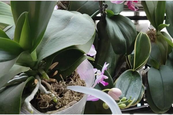 蝴蝶兰夏天怎么养殖，最佳的生长温度在16-28℃