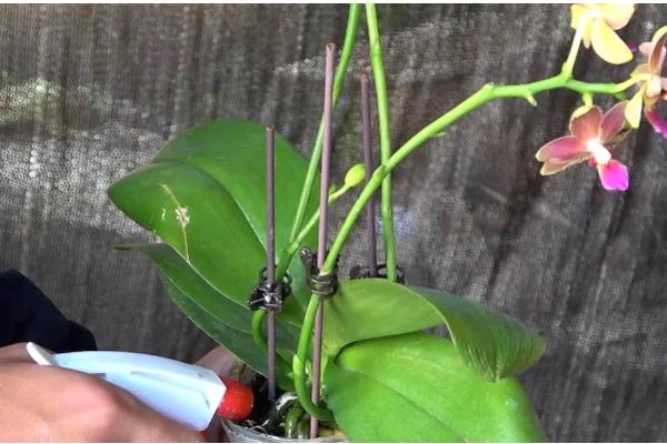 蝴蝶兰夏天怎么养殖，最佳的生长温度在16-28℃