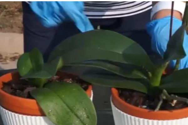 蝴蝶兰夏天怎么养殖，最佳的生长温度在16-28℃