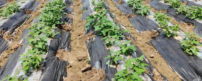 红薯何时种植，适合在5月份播种