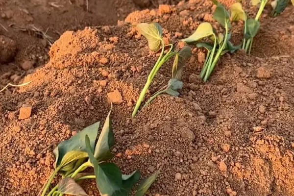 红薯何时种植，适合在5月份播种