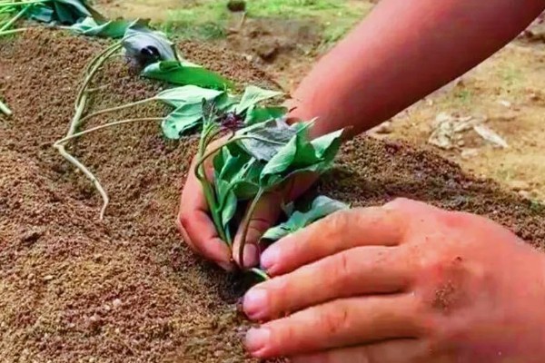 红薯何时种植，适合在5月份播种