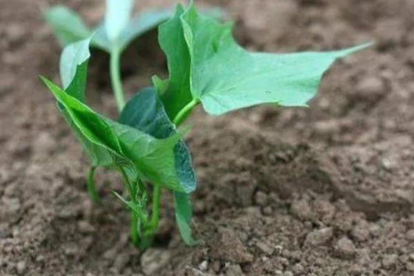 红薯何时种植，适合在5月份播种