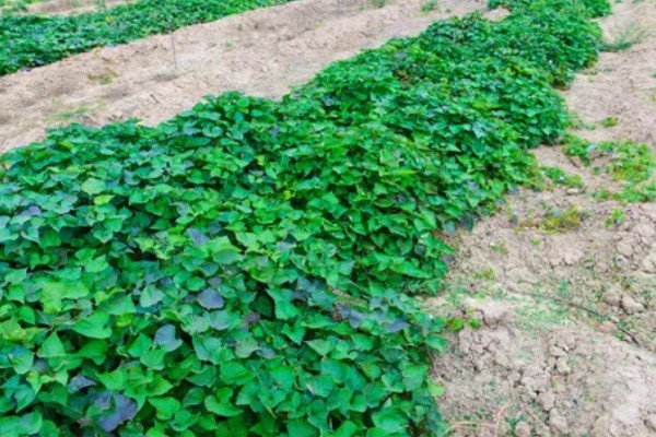 红薯何时种植，适合在5月份播种