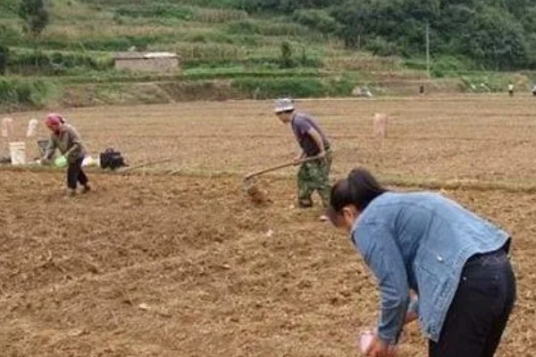 红薯何时种植，适合在5月份播种