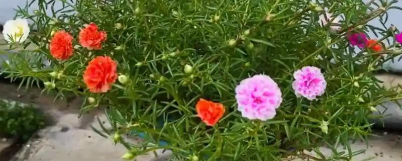 让太阳花直立生长的方法，平时要提供全天候的光照