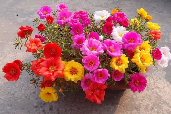 让太阳花直立生长的方法，平时要提供全天候的光照