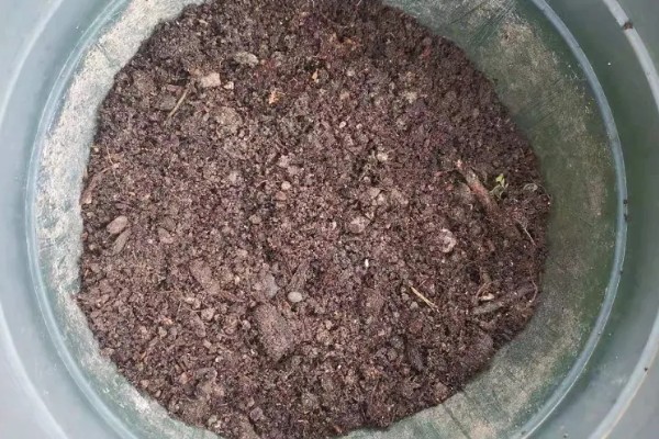 让太阳花直立生长的方法，平时要提供全天候的光照