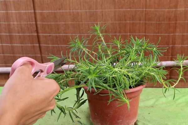 让太阳花直立生长的方法，平时要提供全天候的光照