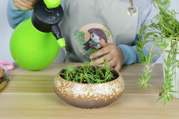 让太阳花直立生长的方法，平时要提供全天候的光照