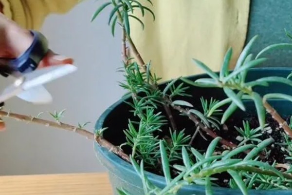 让太阳花直立生长的方法，平时要提供全天候的光照