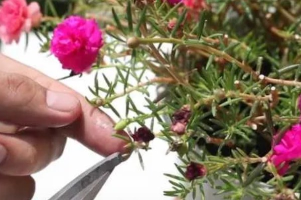 让太阳花直立生长的方法，平时要提供全天候的光照