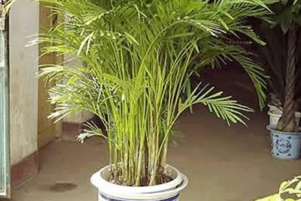 怎么养富贵椰子,生长期间需要提供充足的水分