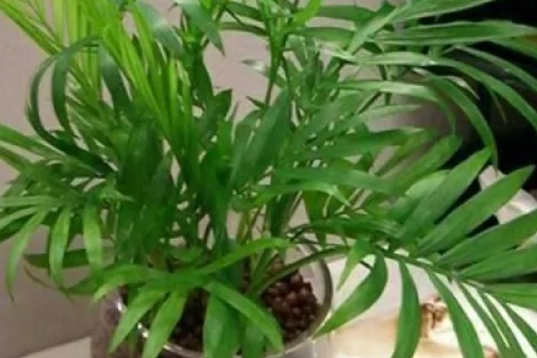 怎么养富贵椰子,生长期间需要提供充足的水分