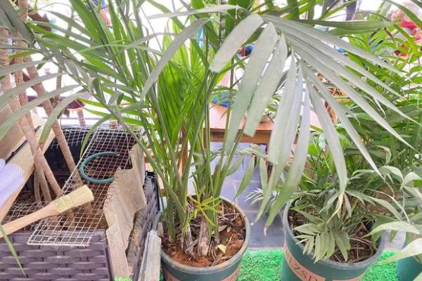 怎么养富贵椰子,生长期间需要提供充足的水分