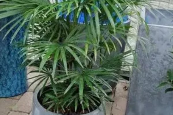 怎么养富贵椰子,生长期间需要提供充足的水分