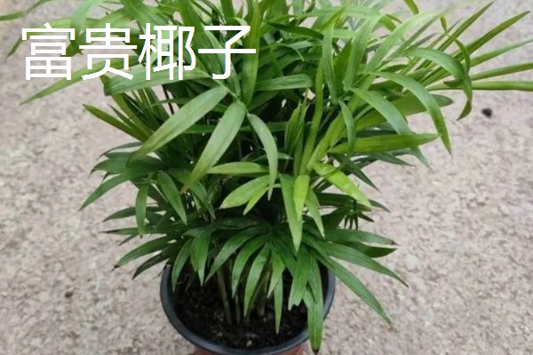 怎么养富贵椰子,生长期间需要提供充足的水分