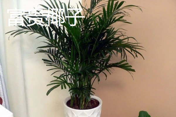 怎么养富贵椰子,生长期间需要提供充足的水分