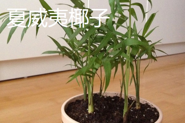 怎么养富贵椰子,生长期间需要提供充足的水分