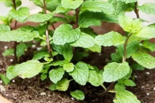 如何养殖薄荷,生长初期每隔15天浇一次水