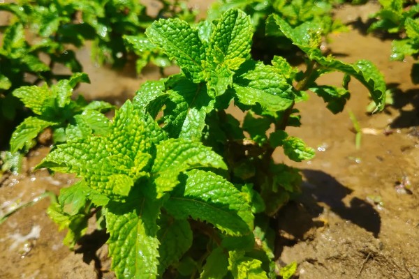 如何养殖薄荷,生长初期每隔15天浇一次水