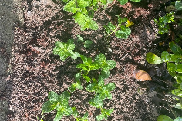 如何养殖薄荷,生长初期每隔15天浇一次水