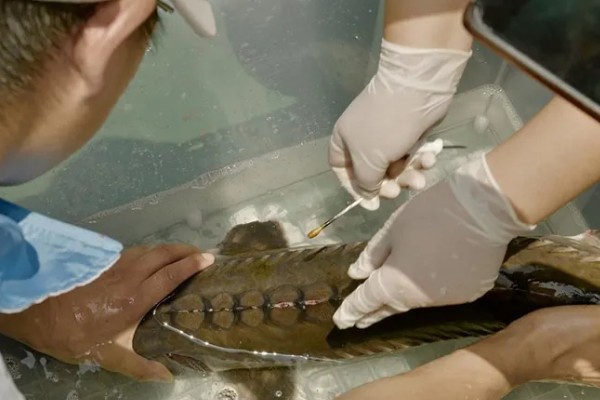 鱼子酱的价格,不同品种的售价有很大差异