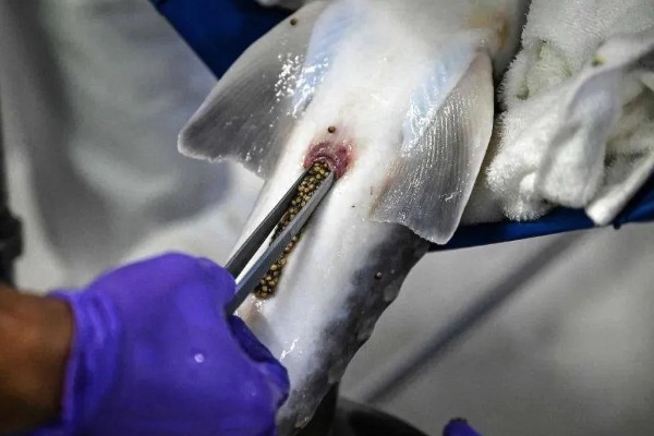 鱼子酱的价格,不同品种的售价有很大差异