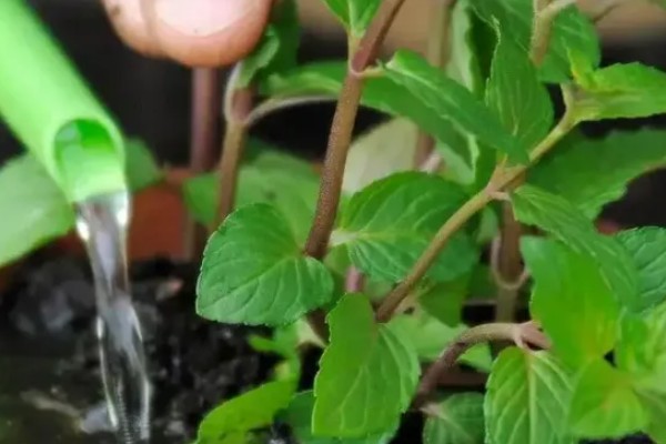 如何养殖薄荷,生长初期每隔15天浇一次水
