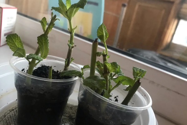 如何养殖薄荷,生长初期每隔15天浇一次水