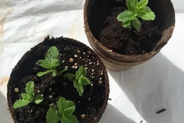 如何养殖薄荷,生长初期每隔15天浇一次水