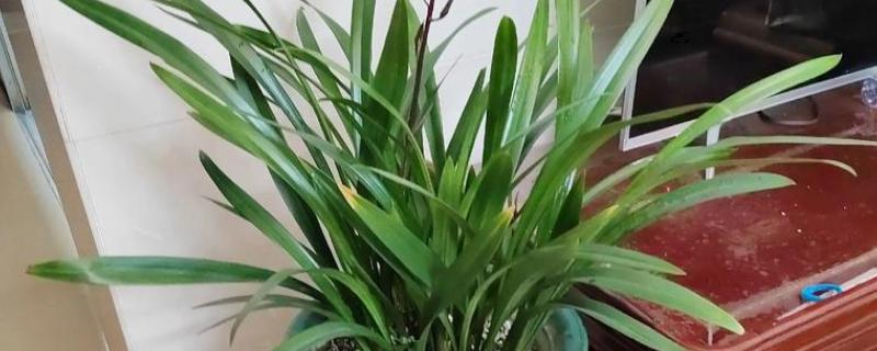 墨兰花剑上为什么有水珠，属于正常现象