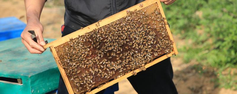 中蜂的取蜜次数，用活框蜂箱养殖一年可以取2-3次