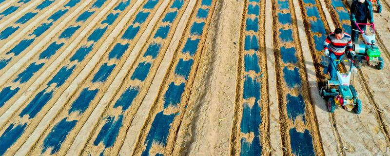 玉米种植用地膜的好处，可增温保温