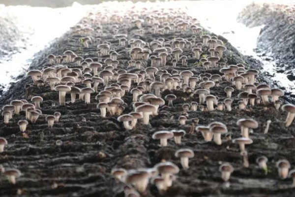 香菇怎么栽培,菌袋上面要扎出小孔